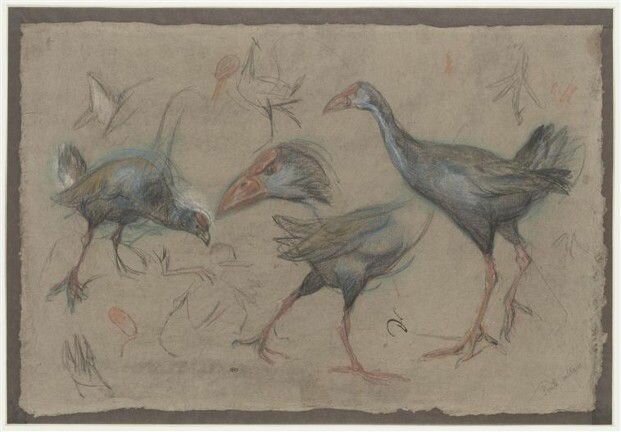 La poule sultane, Pieter Boel,