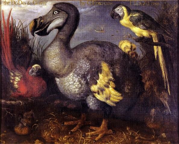 Dodo, Roland Savery,