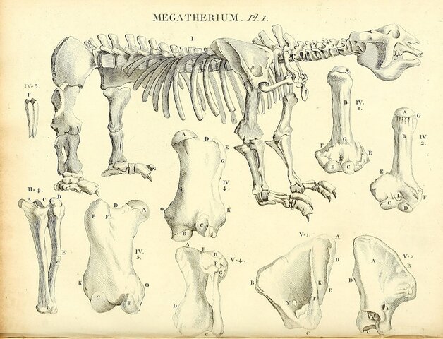Paleontología y evolución (Cuvier)