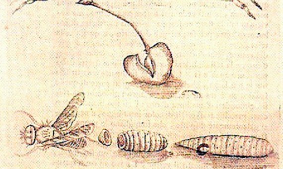 Teoría de la Generación Espontanea