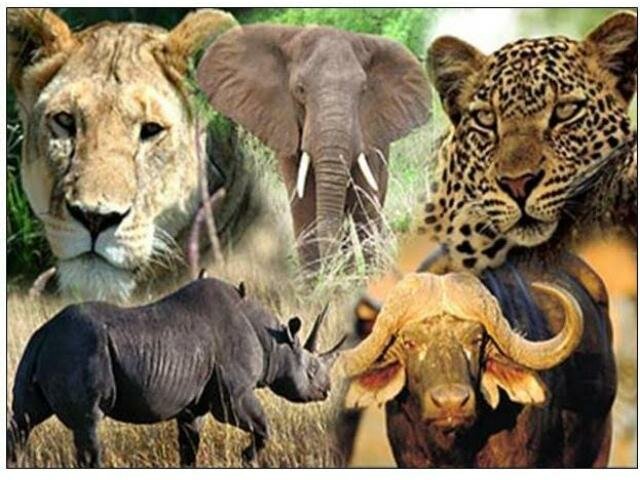 Convención de aseguración de animales en estado salvaje en africa