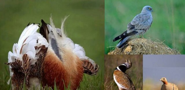 Acuerdo para la protecion de las aves en la agricultura