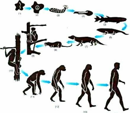 La evolución de las especies