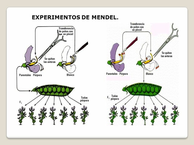 La genética de Gregor Mendel.