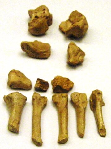 Principales yacimientos y restos fósiles