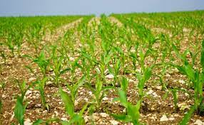 Descobriment de l'agricultura