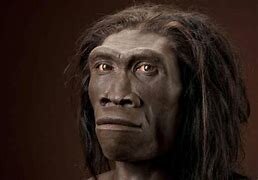 Homo erectus