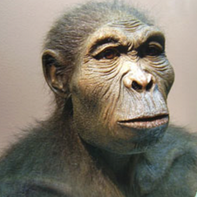 Homo habilis