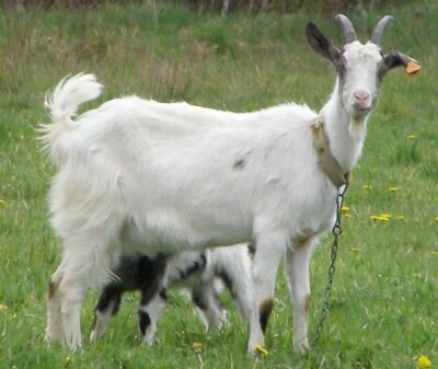 Nöörkeraamika inimeste tegevusalad