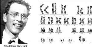 Alfred Sturtevant realiza el primer mapa genético de un cromosoma.