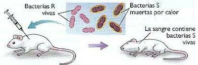 Frederick Griffith descubre que el material hereditario de bacterias muertas puede ser incorporado en bacterias vivas