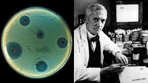 Alexander Fleming descubre la penicilina