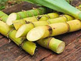 First probable domestication of sugarcane