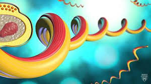 1495: Primer brote de Sífilis