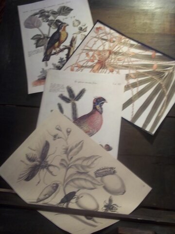 La  ilustración  hispanoamericana