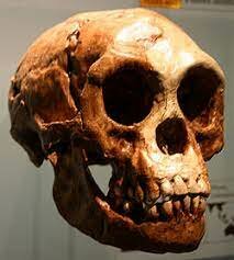 HOMO FLORESIENSIS