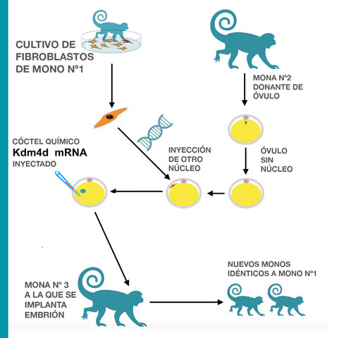 Tetra: Primer primate clonado.
