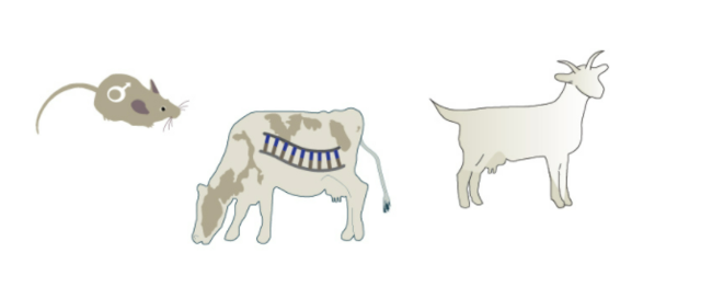 Más mamíferos clonados por transferencia nuclear de células somáticas.