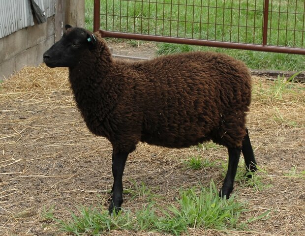 Polly: Oveja transgénica.