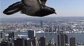 Timeline: Rotorua full of suprises (Caitlin and Mya)