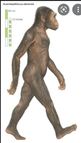 Australopitecus