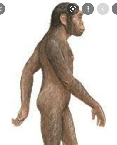 Homo Habilis