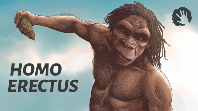 Homo Erectus