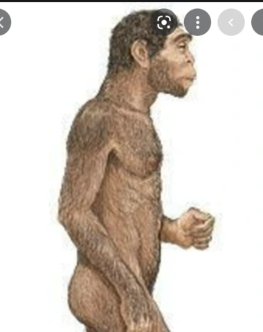 Homo erctus