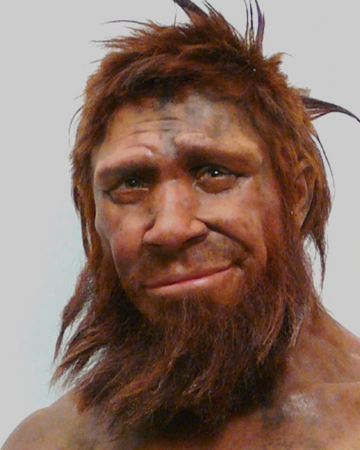 Homo Neanderthalensis