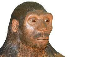 HOMO HABILIS