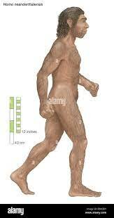 Homo neanderthalensis