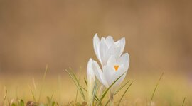 Timeline: Bella's Life