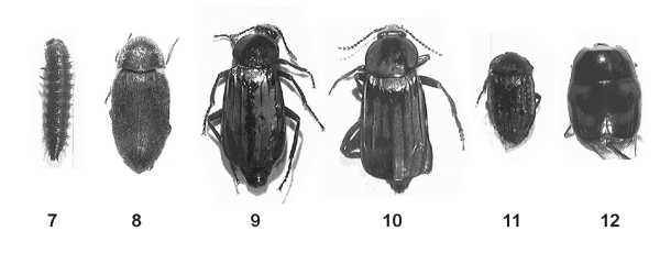 En la China feudal del siglo XIII,