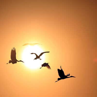 Timeline: Αποδημητικά πουλιά