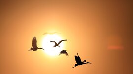 Timeline: Αποδημητικά πουλιά