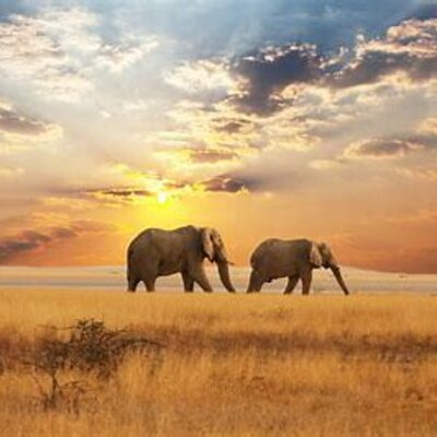 Timeline: Savannah's Timeline