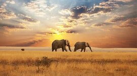 Timeline: Savannah's Timeline