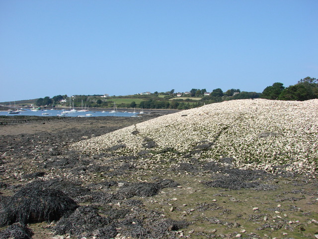 Déchets coquillés illégaux à Lannilis (Finistère)
