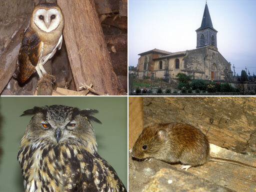 Invention de la notion d'écologie