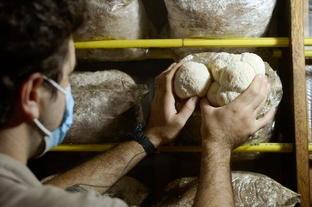 La revolución de los hongos, la materia prima del futuro