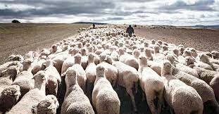 Fundación de la Mesta