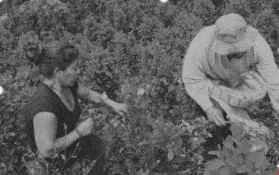 Nacimiento del movimiento campesino