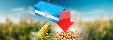 La Nación confirmó a las exportadoras que el fideicomiso de maíz y trigo será obligatorio