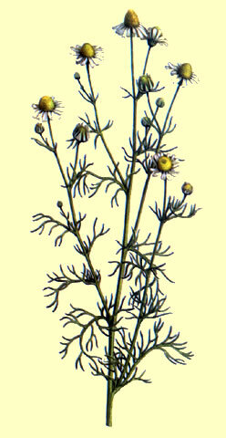 Plantas en la medicina primitiva