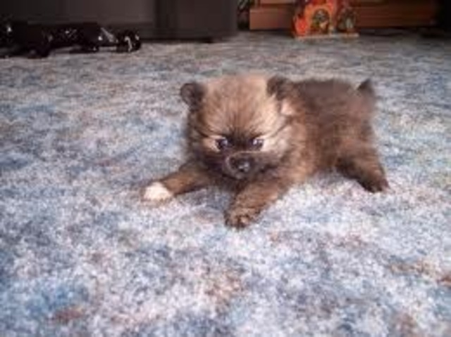 Brewster a month old!