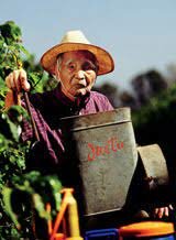 Primeira Polvilhadeira Do Brasil