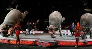 Ringling Bros. and Barnum & Bailey Circus