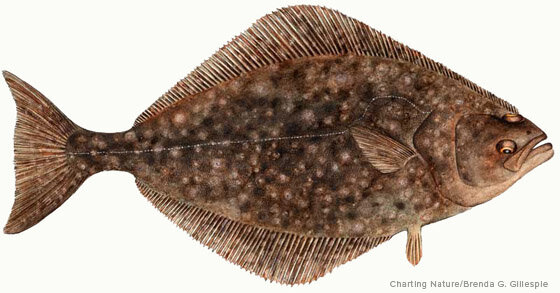 The Halibut Treaty - 1923