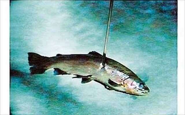 Το ψάρι ελεύθερο από το καμάκι