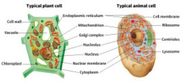Matthias Scheiden & Theodor Schwann